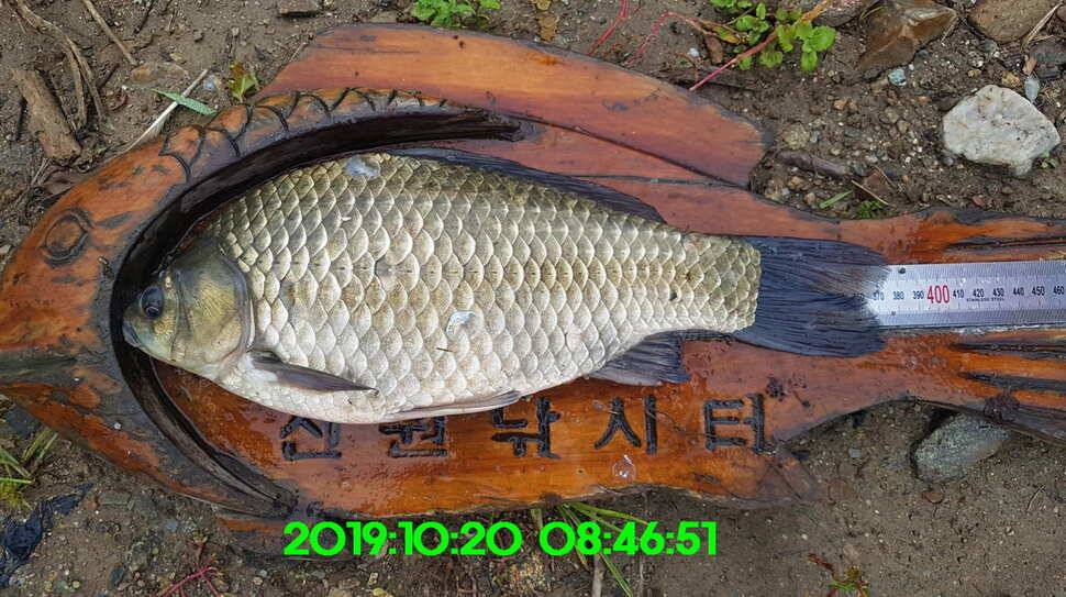 신원낚시터 10월21일 토종 49센티 붕어 구경하시고 가시겠습니다 (유료터정보 - 유료터점주조황)