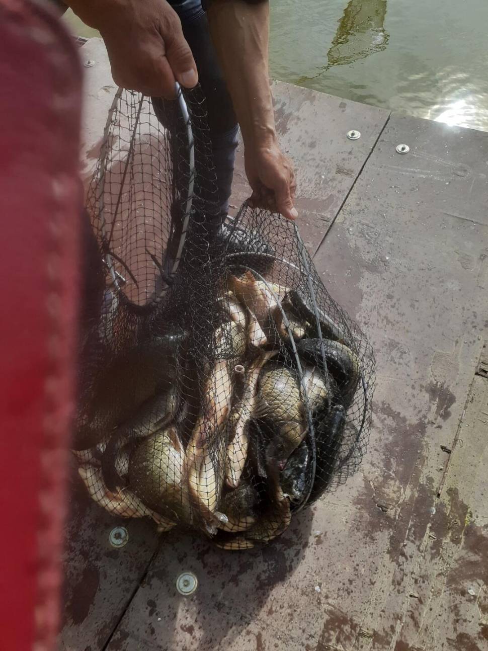 1미터 찌를 몸통까지 올려주는 경주동산낚시터 붕어들 (유료터정보 - 유료터점주조황)