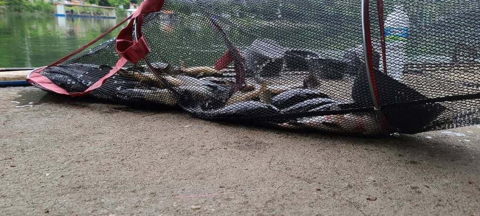 6월 첫주말 금 토요일 수곡낚시터 조황 및 붕어 방류 안내 (유료터정보 - 유료터점주조황)