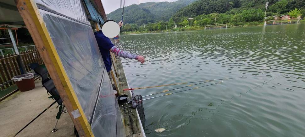 양평 힐링 수곡낚시터 월요일 더 좋은 조황이며 오늘 붕어방류 완료 (유료터정보 - 유료터점주조황)