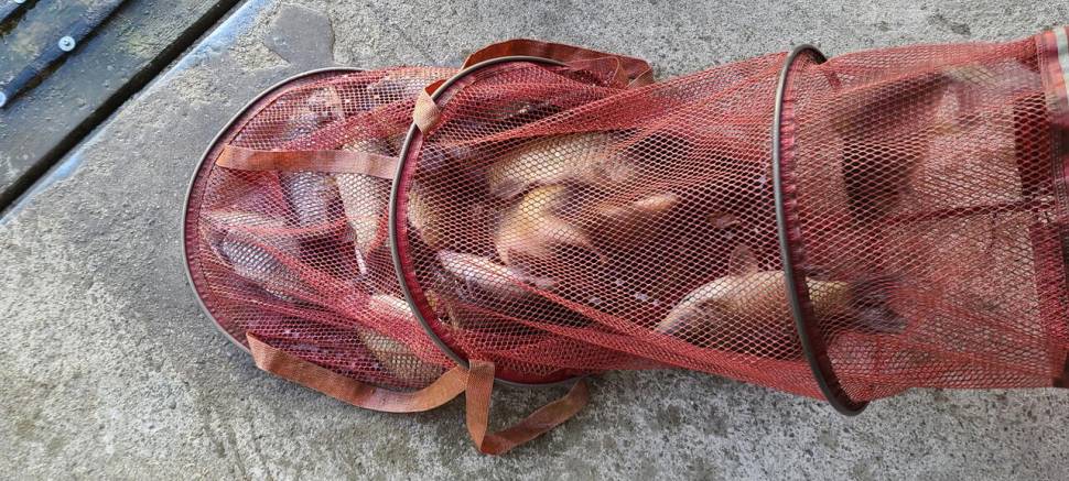 양평 힐링 수곡낚시터 화수요일 주중 조황 및 붕어 방류 (유료터정보 - 유료터점주조황)