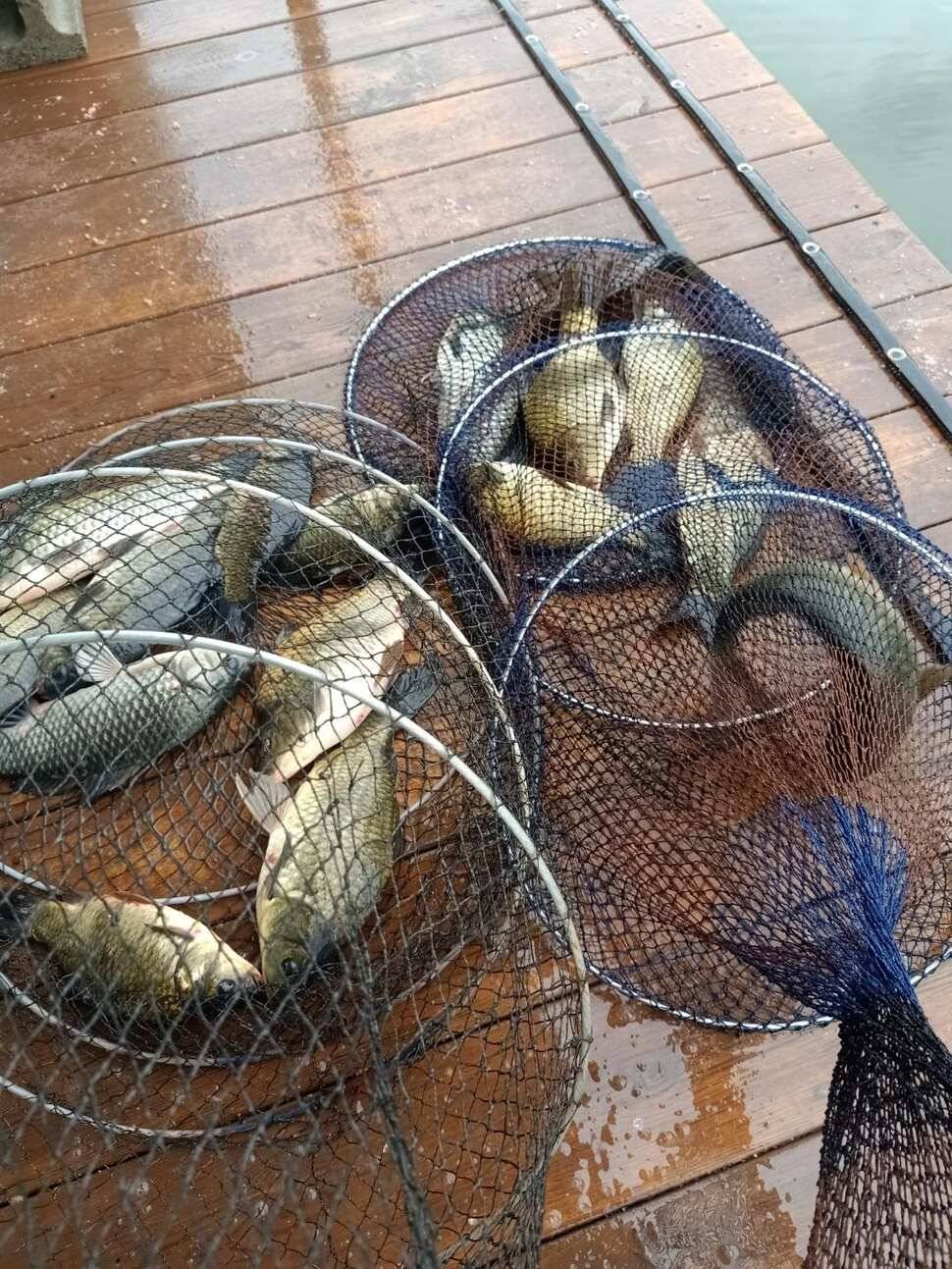 양평 수곡낚시터 붕어낚시 조황 10월2일 3일 안내 및 금일 붕어 방류 (유료터정보 - 유료터점주조황)