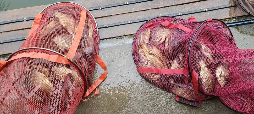 여름 휴가철 피서낚시 힐링 수곡낚시터 수목 노지잔교 조황 여전히 좋습니다 (유료터정보 - 유료터점주조황)