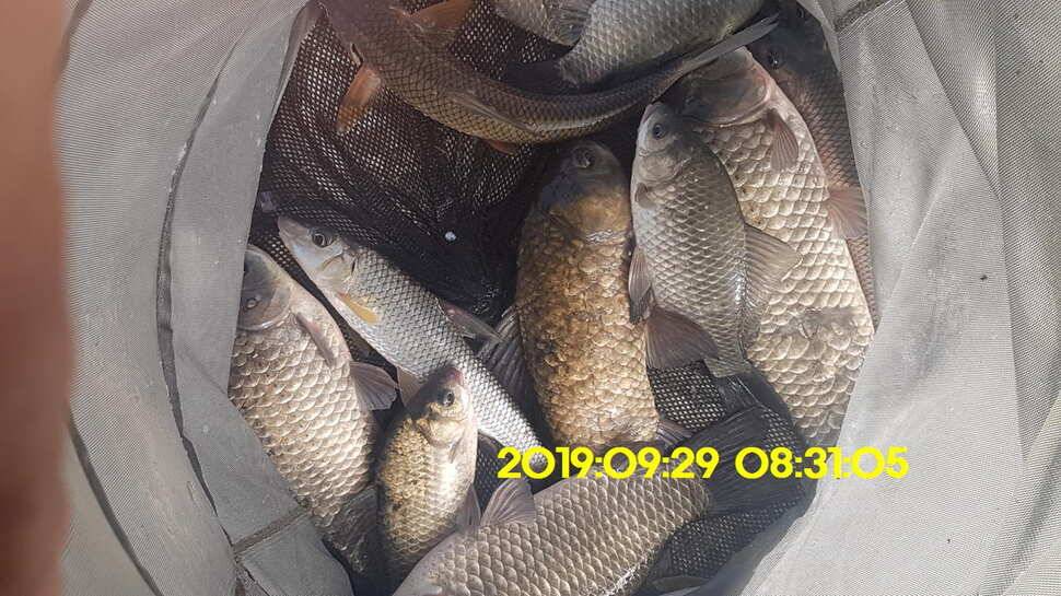신원낚시터 10월1일 토종대물4짜와 덩어리가 마릿수로 (유료터정보 - 유료터점주조황)