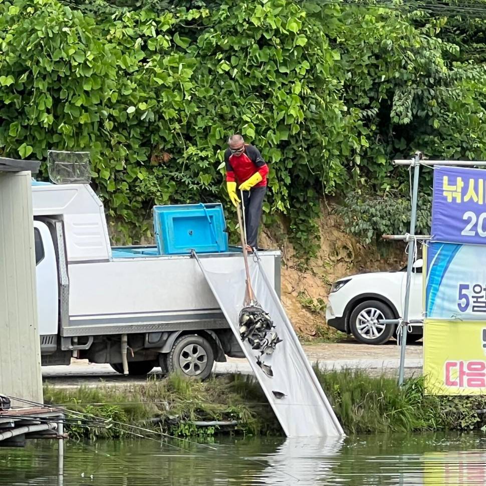 붕어방류 와 조황입니다 (유료터정보 - 유료터점주조황)