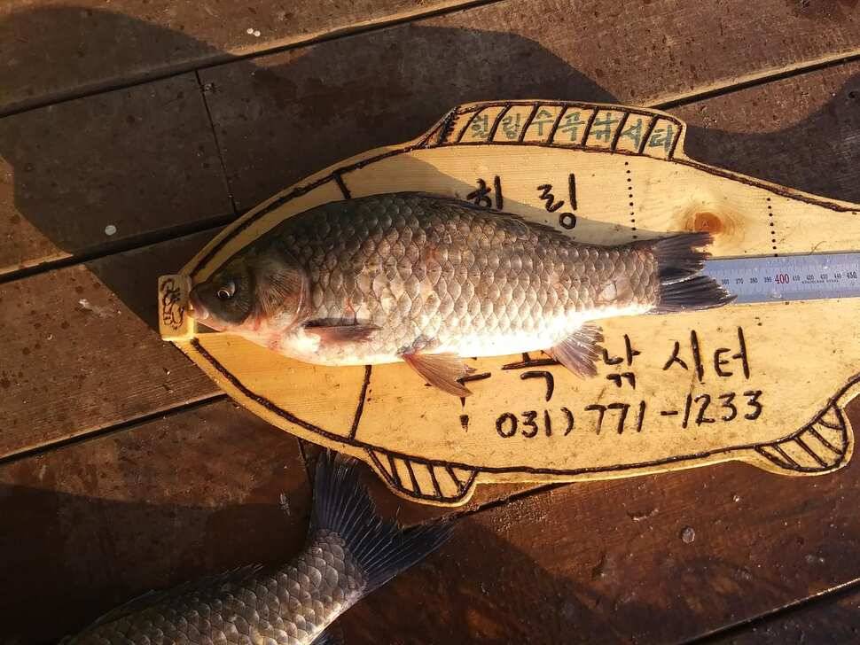수곡낚시터 사은행사 및 방한시설 완비 자연산 붕어 금일 또 방류 조황 안내 (유료터정보 - 유료터점주조황)