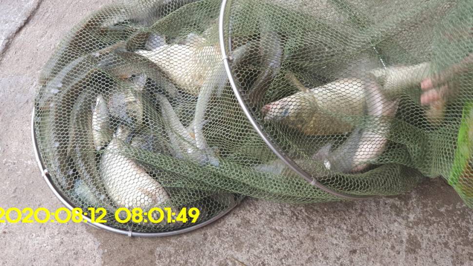 신원낚시터 8월16일 토종붕어 4짜와 덩어리 사진입니다 (유료터정보 - 유료터점주조황)