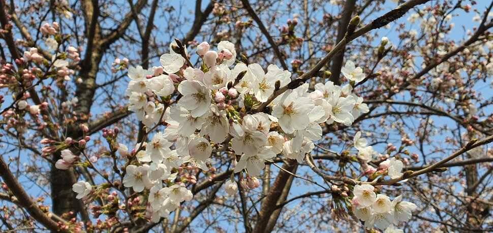 공주 고성낚시터 입니다 (유료터정보 - 유료터점주조황)