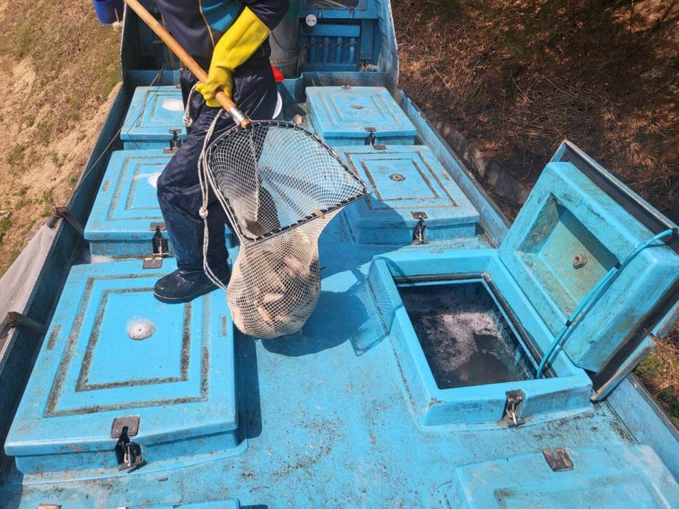 1400KG 토종붕어 대량 방류했습니다 (유료터정보 - 유료터점주조황)