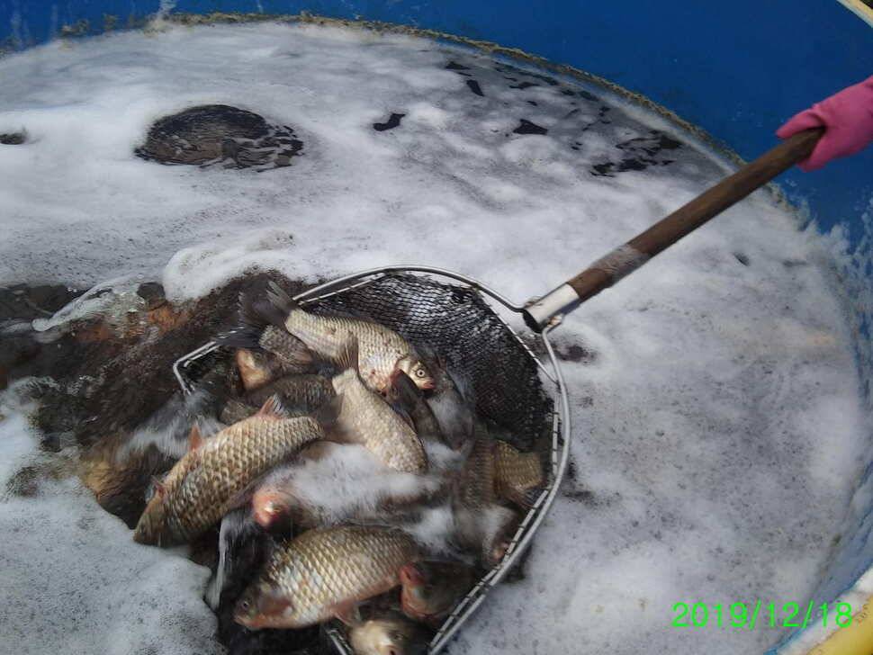 힐링 수곡낚시터 주중 붕어 조황 및 토종붕어 추가 방류 안내 (유료터정보 - 유료터점주조황)