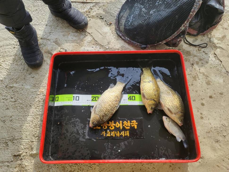 당진 가교리 낚시터 3월 25일 조황입니다 (유료터정보 - 유료터점주조황)