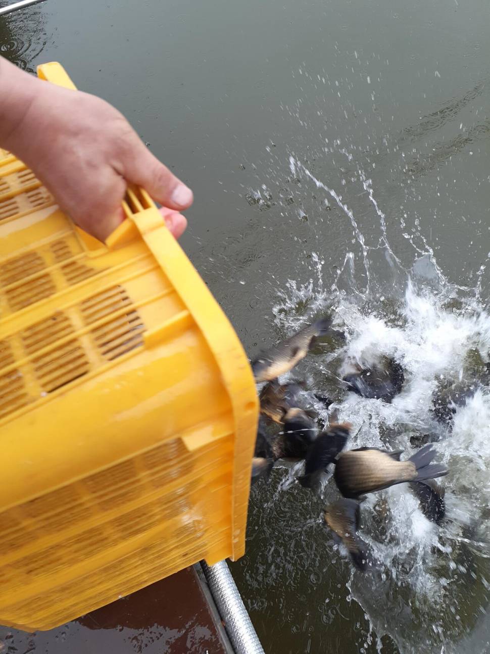 경주 동산낚시터붕어 전용잡이터지난주 조황 (유료터정보 - 유료터점주조황)