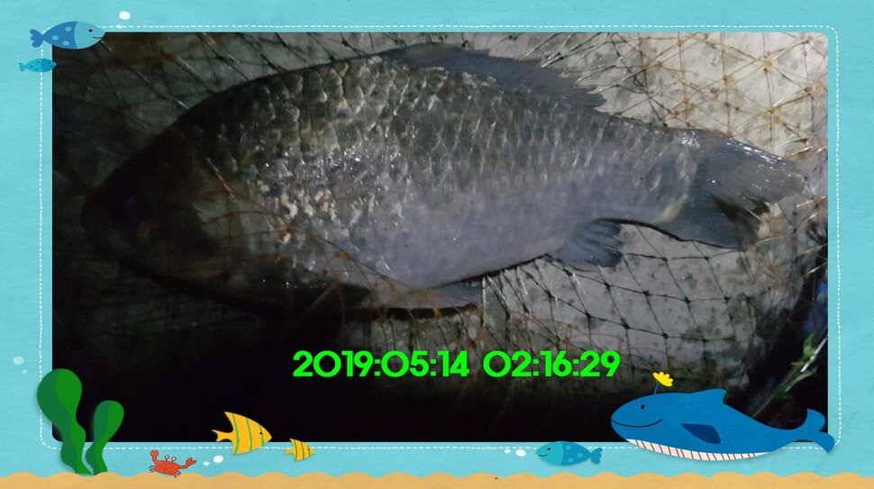 신원낚시터 토종대물 4짜 소식입니다 (유료터정보 - 유료터점주조황)