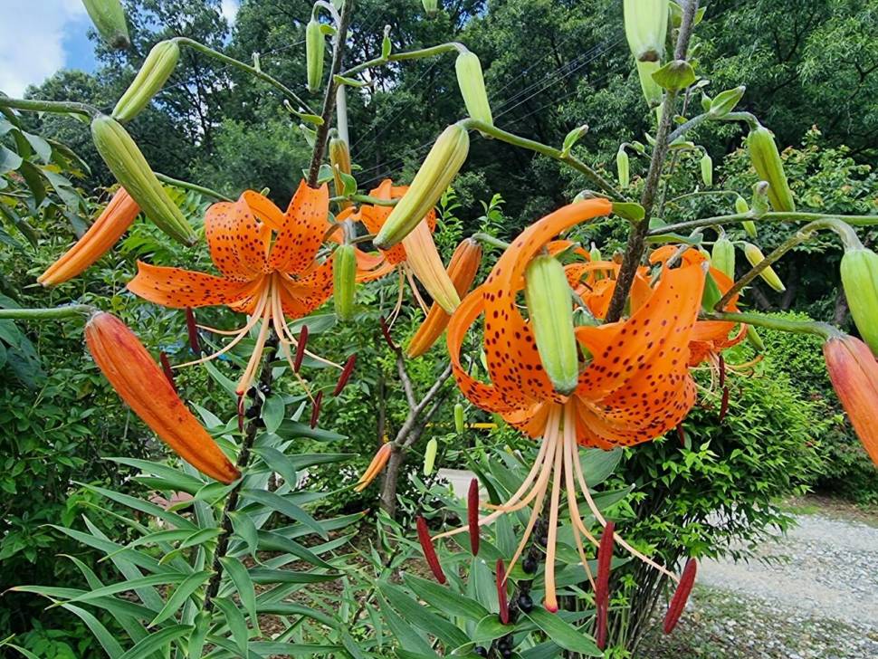 아산 신수지 7월 둘째주말 화보입니다 (유료터정보 - 유료터점주조황)