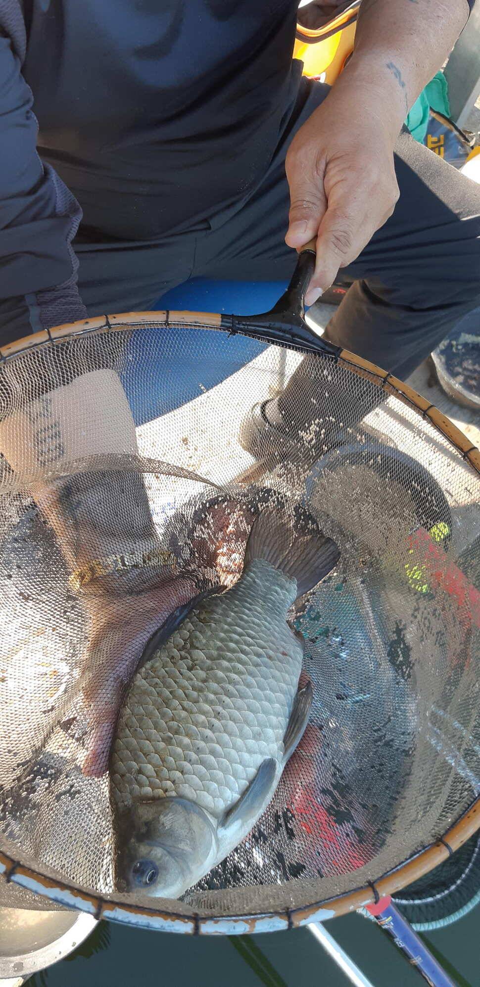 힐링 양평 수곡낚시터 101 첫날 붕어 조황 전포인트 조과 나오며 활성도 좋네요 오늘 붕어방류 완료 (유료터정보 - 유료터점주조황)