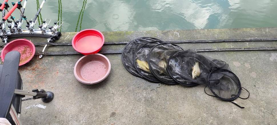 공주 고성낚시터 입니다 (유료터정보 - 유료터점주조황)