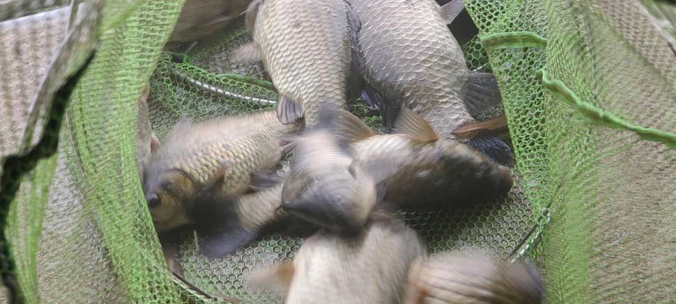 양평 힐링 수곡낚시터 월화 주초 호조황 포함 조과 금일 붕어방류 (유료터정보 - 유료터점주조황)