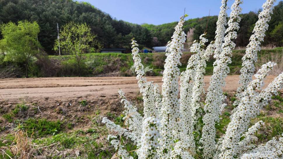 방류는 계속된다 튼실한 토종빵붕어 입수 (유료터정보 - 유료터점주조황)