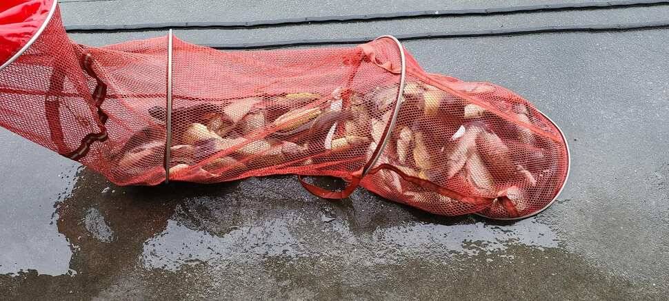 공주 고성낚시터 입니다 (유료터정보 - 유료터점주조황)