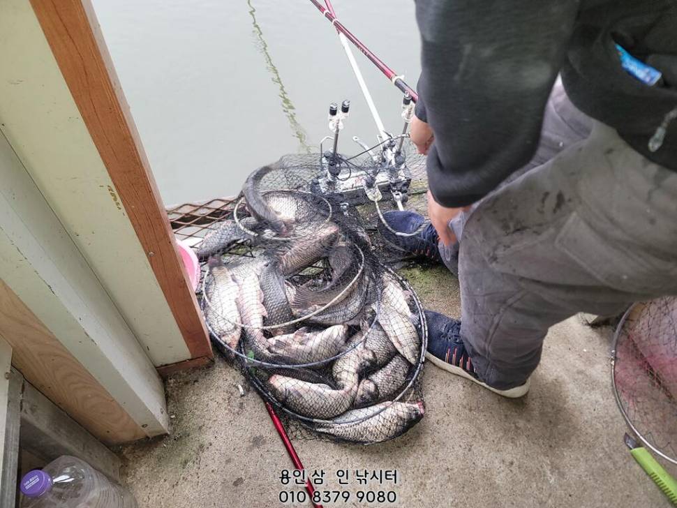 가깝고 물 좋고 경치 좋은 곳용인삼인낚시터 (유료터정보 - 유료터점주조황)