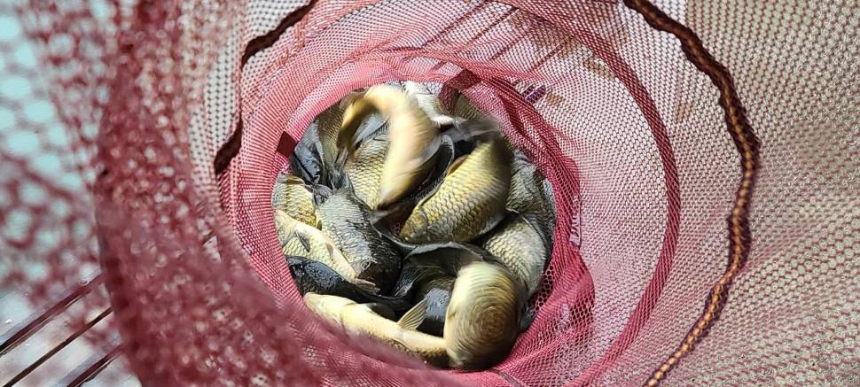 양평 힐링 수곡낚시터 5월둘재주 토일요일 조황 및 붕어방류 (유료터정보 - 유료터점주조황)