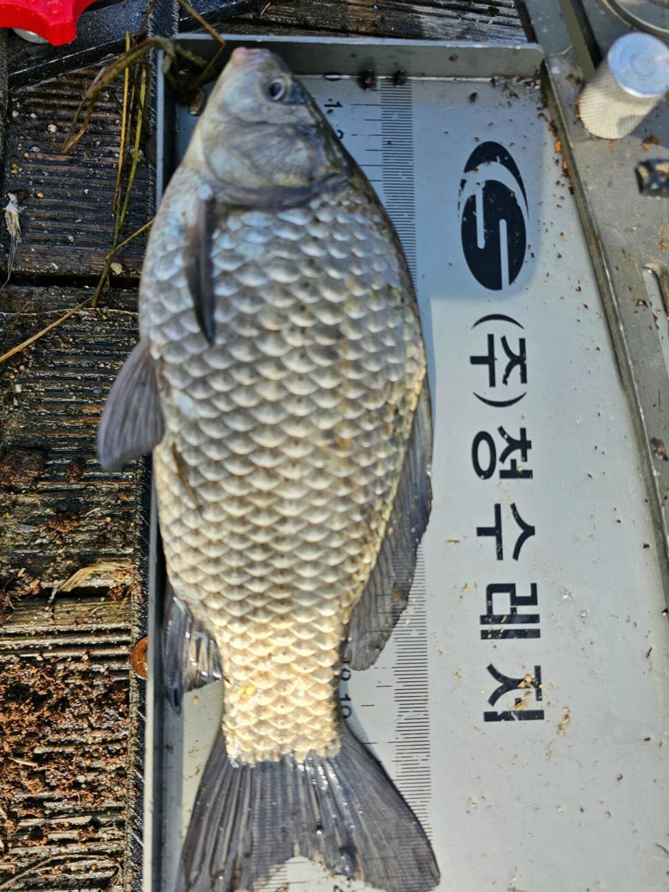 붕어와 눈꽃축제 이천성호낚시터 (유료터정보 - 유료터점주조황)