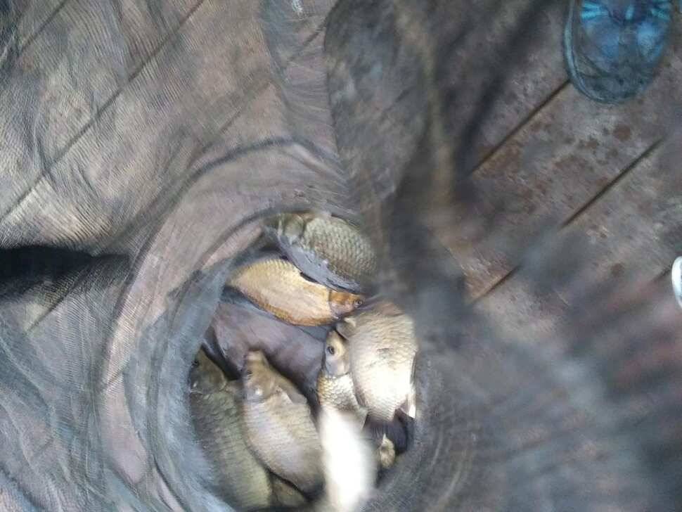 양평 수곡낚시터 자연산 토종붕어 방류 및 주말 조황 안내 (유료터정보 - 유료터점주조황)