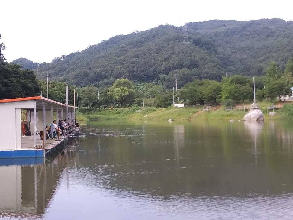 힐링 양평 수곡낚시터 목금요일 편차가 많아 고른 조황이 나오지 못했네요 오늘 붕어방류 완료 (유료터정보 - 유료터점주조황)
