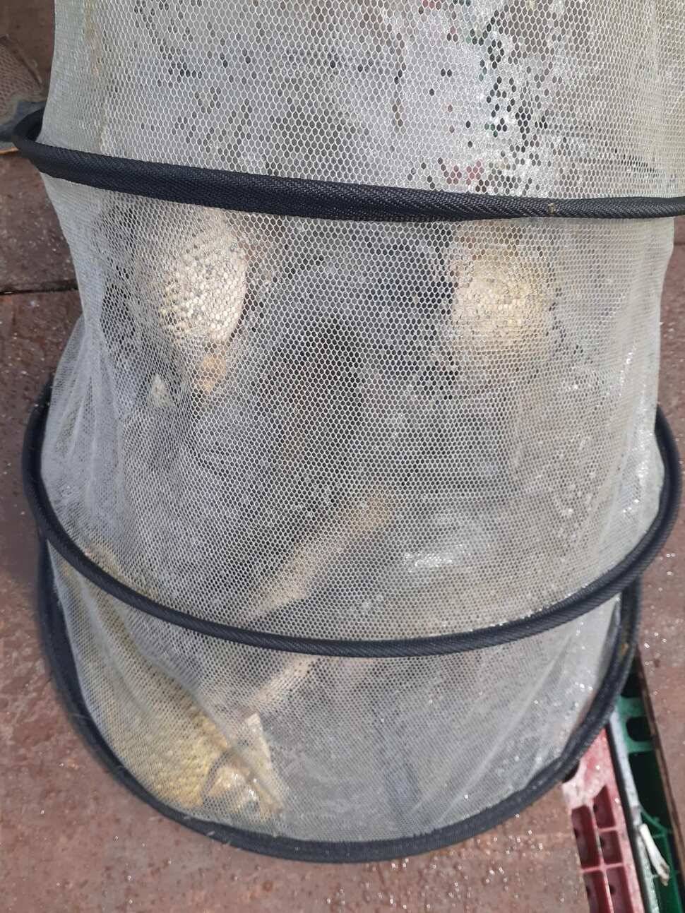 경주 동산낚시터붕어 전용잡이터지난주 조황 (유료터정보 - 유료터점주조황)