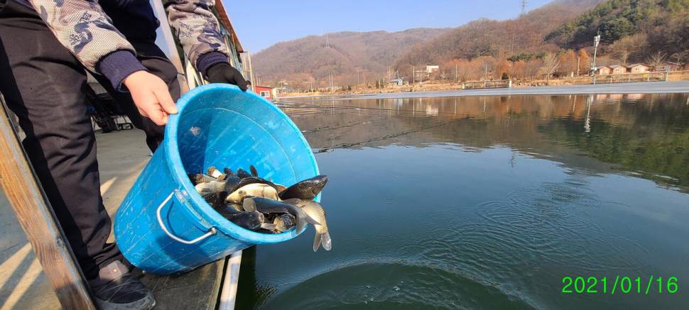 힐링 겨울붕어낚시 수곡낚시터 셋째주 조황 붕어 방류 안내 (유료터정보 - 유료터점주조황)