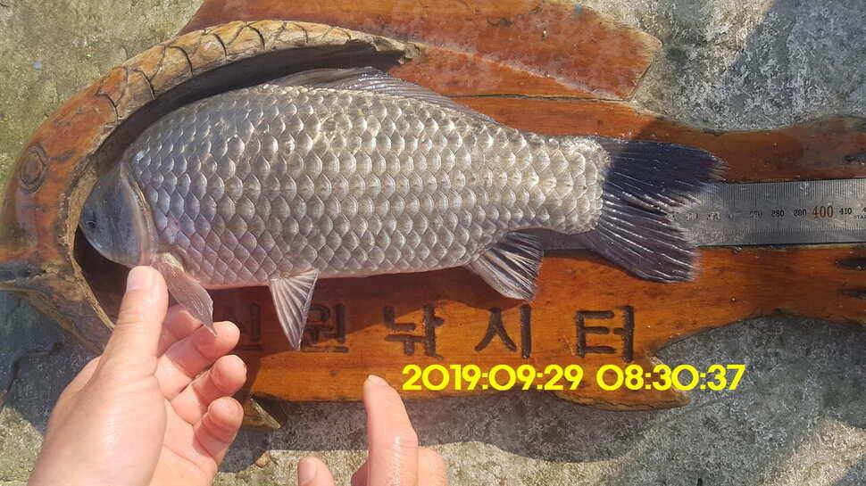 신원낚시터 10월1일 토종대물4짜와 덩어리가 마릿수로 (유료터정보 - 유료터점주조황)