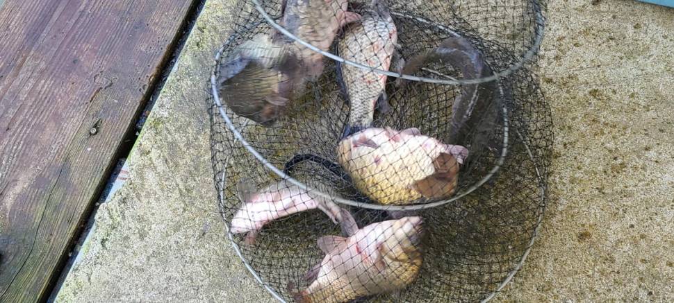 힐링 양평낚시터 수곡낚시터 호조황 포함 조과가 늘고 있네요 (유료터정보 - 유료터점주조황)