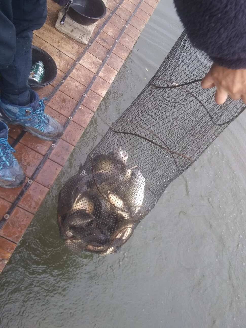 수곡낚시터 붕어조과 고르고 꾸준한 조황으로 잘 나와줍니다 금일 붕어 방류 완료 (유료터정보 - 유료터점주조황)