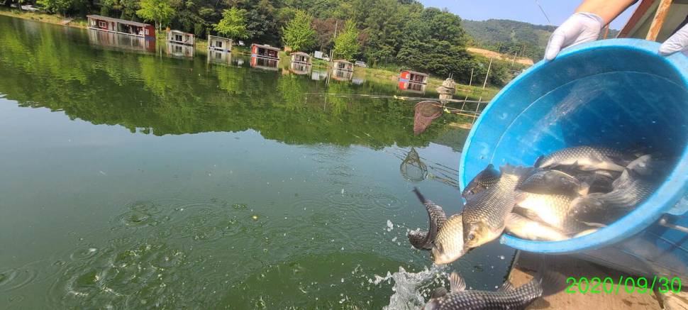 즐거운 한가위 보내세요 양평 힐링 수곡낚시터 화요일 조황 오늘 붕어 방류 (유료터정보 - 유료터점주조황)