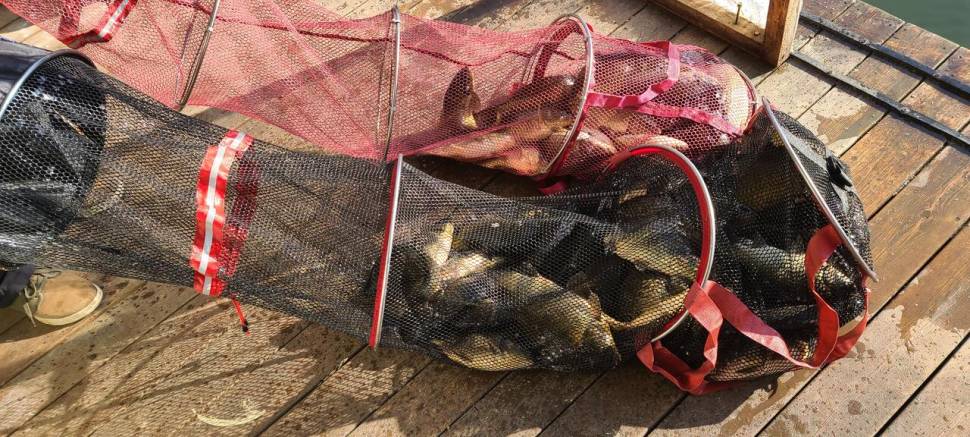 힐링 수곡낚시터 월화 주초조황 괜찬았으며 오늘 붕어 방류 (유료터정보 - 유료터점주조황)