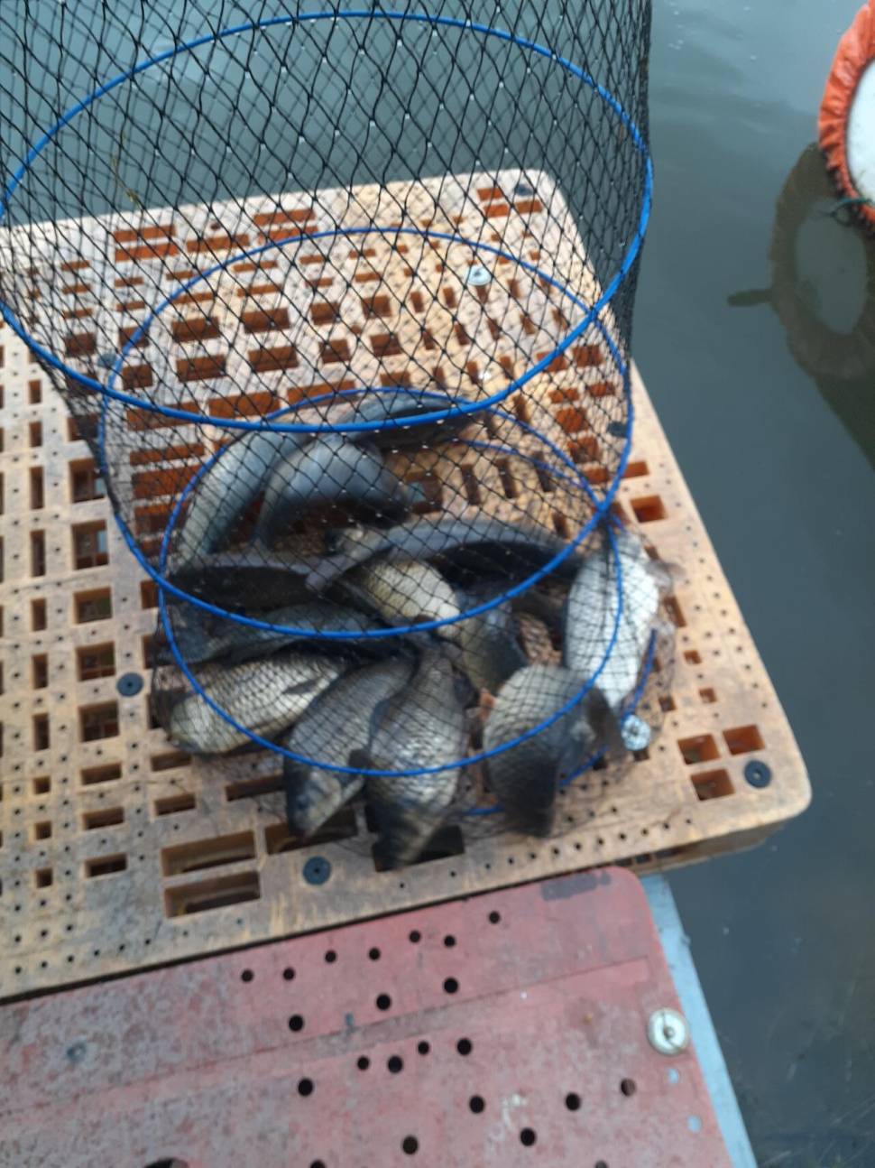 경주 동산낚시터붕어 전용잡이터지난주 조황 (유료터정보 - 유료터점주조황)