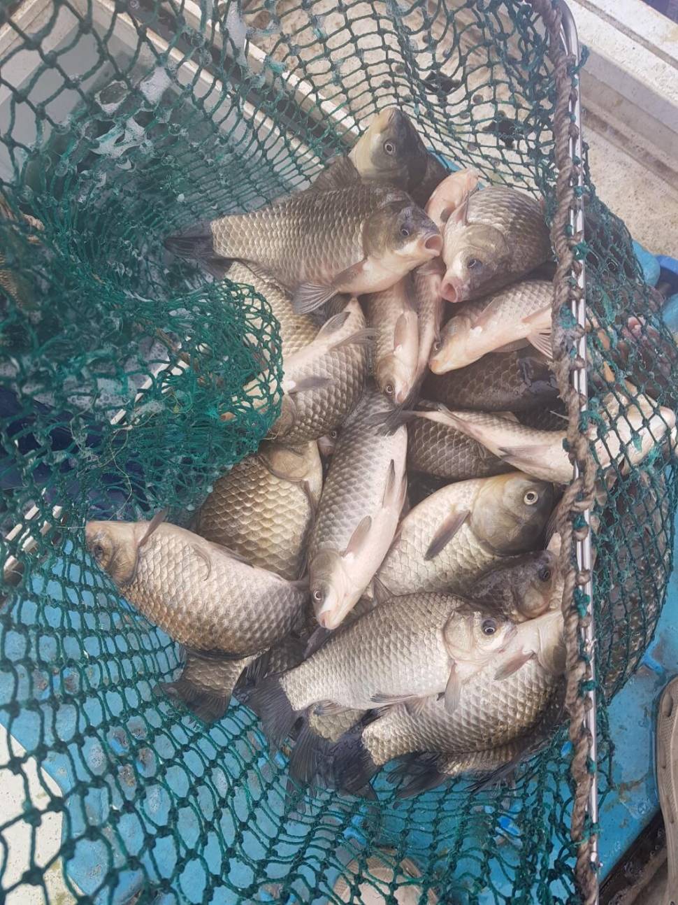 충북 괴산군 오가리 낚시터 4월 6일 개장 맞이 토종붕어 대량 방류 하였습니다 (유료터정보 - 유료터점주조황)