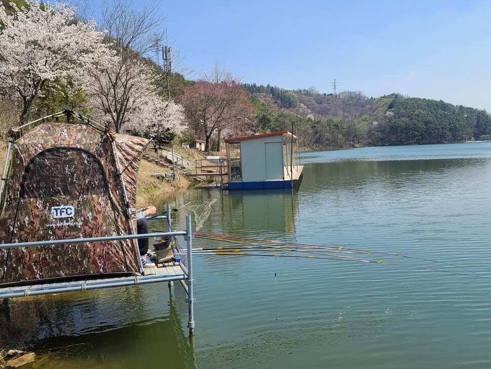 힐링 양평 수곡낚시터 4짜 대물붕어 포함 주중조황 및 붕어방류 안내 (유료터정보 - 유료터점주조황)
