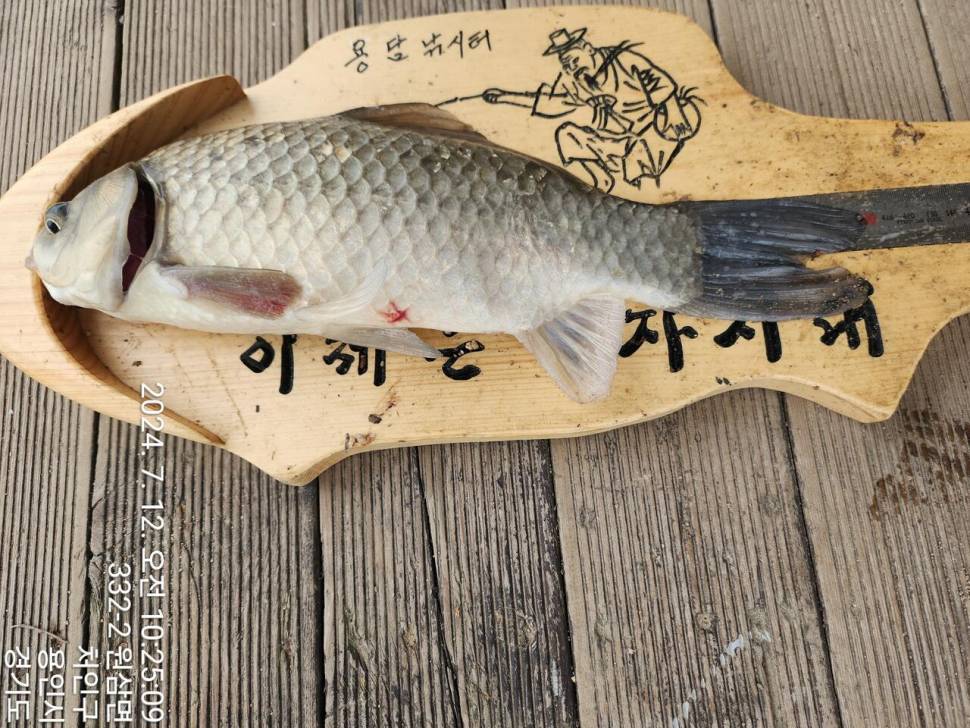 2024년 7월 둘째주 조황정보 용담낚시터사암지 4짜 4마리 (유료터정보 - 유료터점주조황)