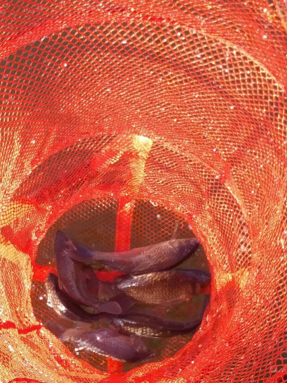 겨울붕어낚시 양평 수곡낚시터 주중 조황 기복이 많았습니다 내일 붕어방류 합니다 (유료터정보 - 유료터점주조황)