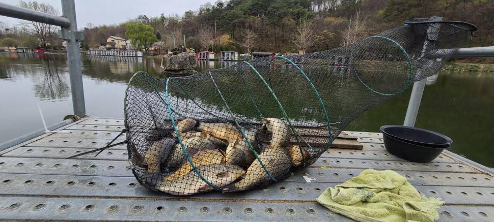4월 양평 힐링 수곡낚시터 첫주말 대체로 고른 조황이었네요 (유료터정보 - 유료터점주조황)