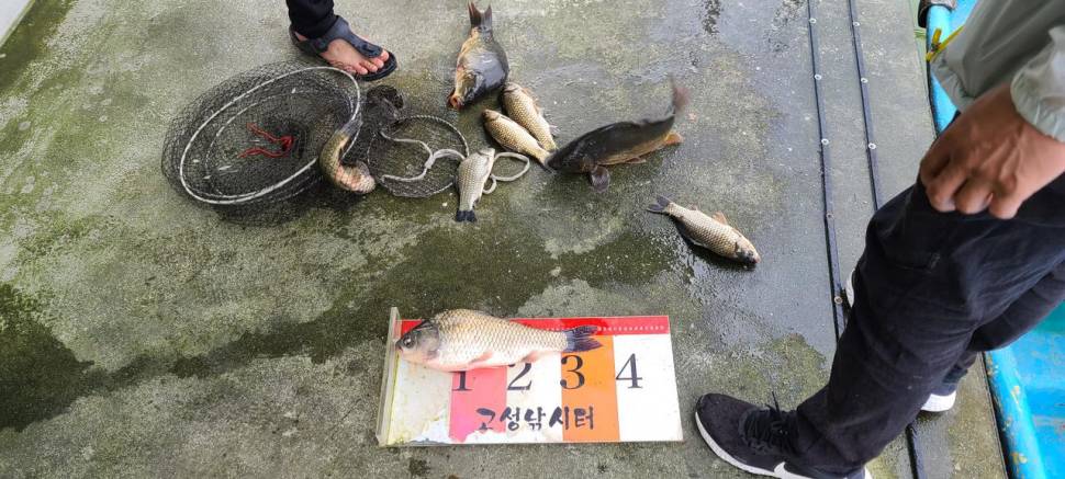 공주 고성낚시터 입니다 (유료터정보 - 유료터점주조황)