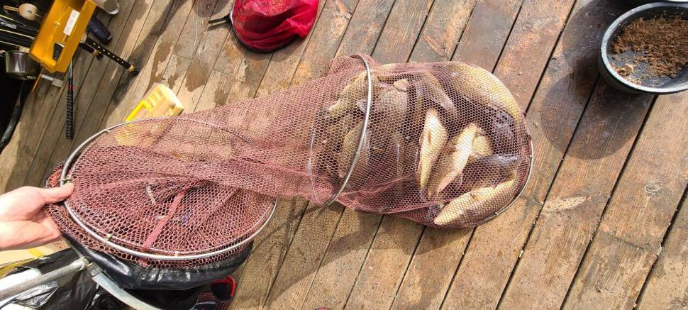 마지막주 금토 양평 힐링 수곡낚시터 조황 및 붕어 방류 (유료터정보 - 유료터점주조황)