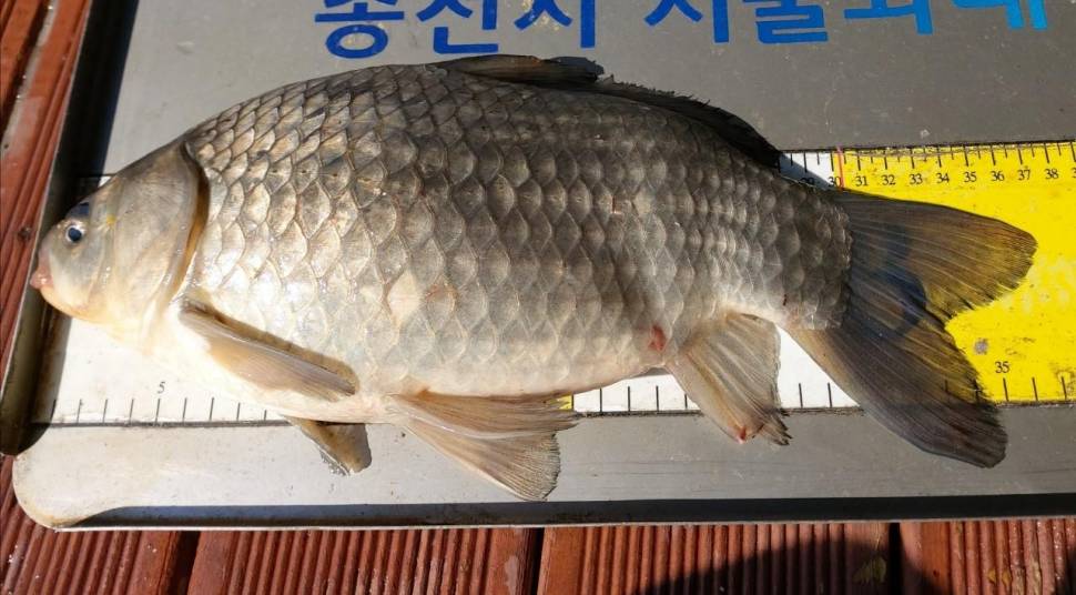송전지서울좌대4월26일조황 (유료터정보 - 유료터점주조황)