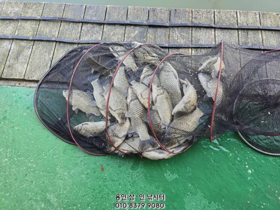 가깝고 물 좋고 경치 좋은 곳용인삼인낚시터 (유료터정보 - 유료터점주조황)