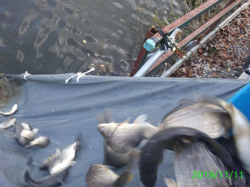 양평 수곡낚시터 오늘 붕어 대량 방류 및 조황 안내1111 (유료터정보 - 유료터점주조황)
