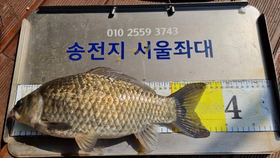 송전지서울좌대4월24일조황 (유료터정보 - 유료터점주조황)