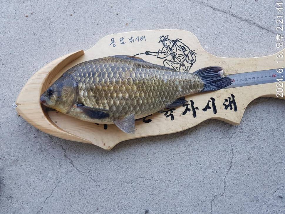 2024년 6월 셋째주 조황정보 용담낚시터사암지 4짜 4마리 (유료터정보 - 유료터점주조황)