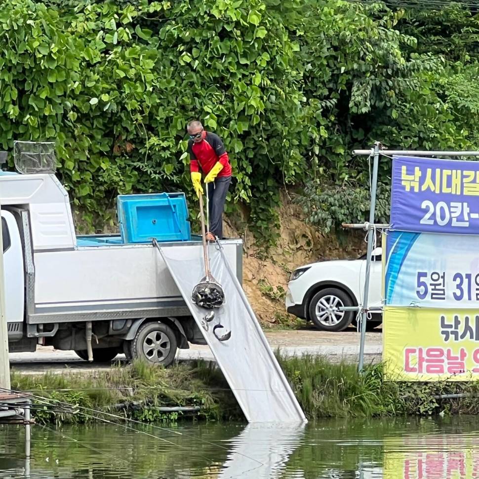 붕어방류 와 조황입니다 (유료터정보 - 유료터점주조황)