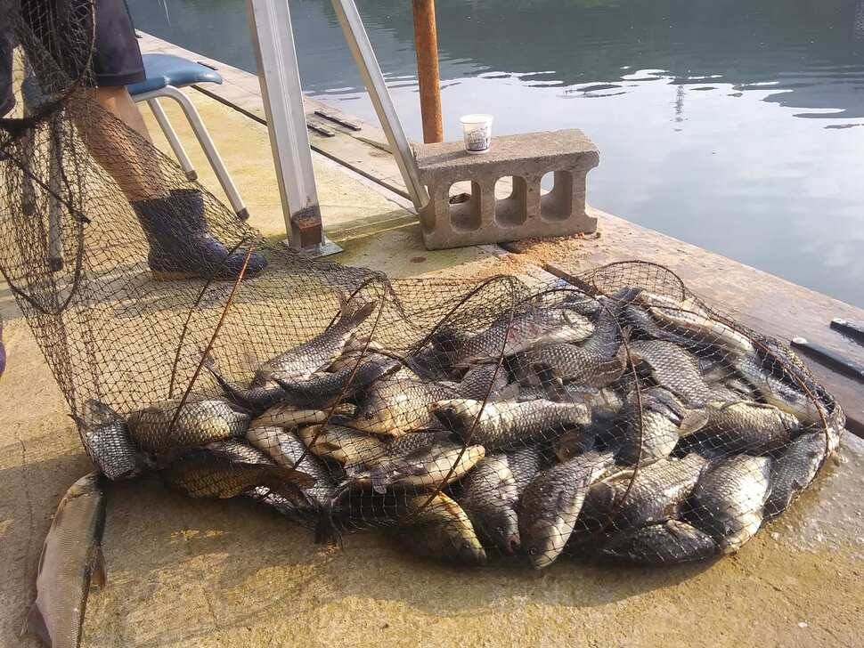 양평 힐링 수곡낚시터 일요일도 주말에이어 고른조황 꾸준하며 조과편차는 있었습니다 (유료터정보 - 유료터점주조황)